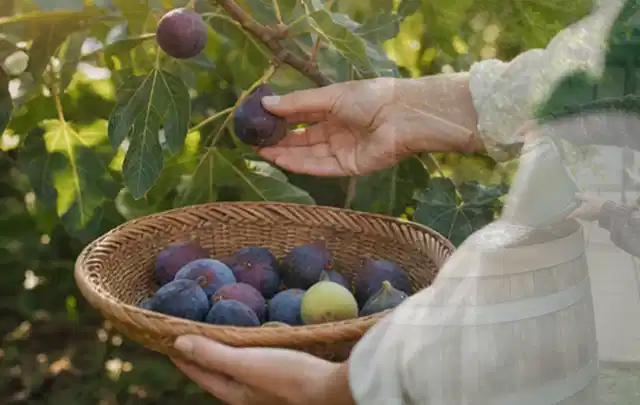 Hand pflückt eine reife Feige über einem flachen Korb mit Früchten; Thema Rosmarin, Schwerpunkt Pflanzung; Praxisalltag.