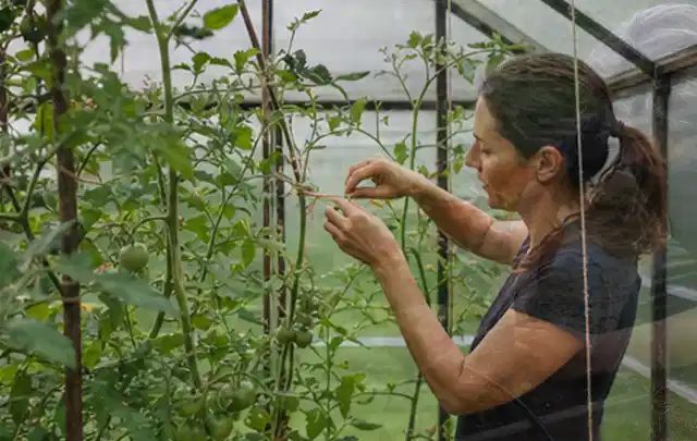 Person bindet junge Tomatentriebe in einem privaten Gewächshaus vorsichtig an; Thema Rosmarin, Schwerpunkt Saisonkalender; Praxisalltag.