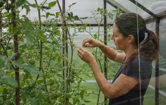 Person bindet junge Tomatentriebe in einem privaten Gewächshaus vorsichtig an; Thema Rosmarin, Schwerpunkt Schnitt; Kontrolle.