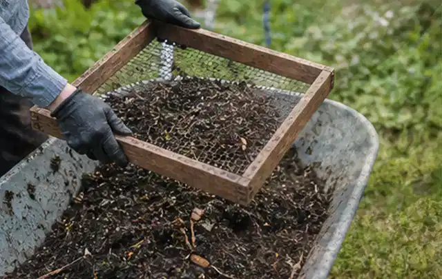 Behandschuhte Hände sieben reifen Kompost über einer Gartenschubkarre; Thema Rosmarin, Schwerpunkt Schnitt; Ergebnis.