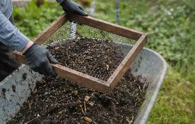 Behandschuhte Hände sieben reifen Kompost über einer Gartenschubkarre; Thema Rosmarin, Schwerpunkt Standort; Umsetzung.