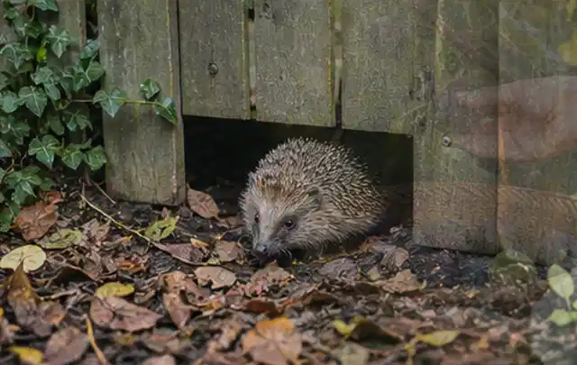Igel nutzt einen bodennahen Durchgang unter einem hölzernen Gartenzaun; Thema Rostpilze, Schwerpunkt Bestimmung; Ausgangslage.
