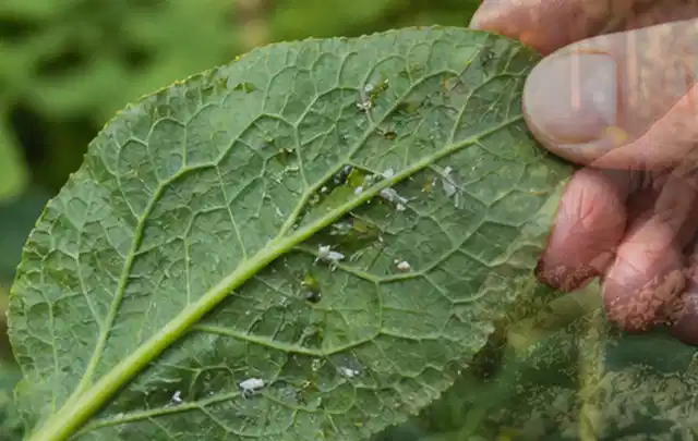 Hand hält ein Blatt mit kleinen hellen Schädlingen auf der Unterseite; Thema Rostpilze, Schwerpunkt Bestimmung; Umsetzung.