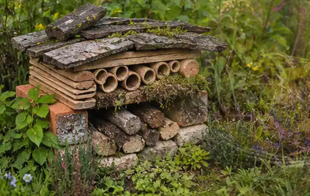 Naturnaher Unterschlupf aus Holz Rinde und Pflanzenstängeln im Garten; Thema Rostpilze, Schwerpunkt Bestimmung; Ergebnis.