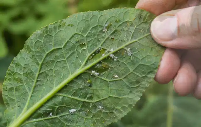 Hand hält ein Blatt mit kleinen hellen Schädlingen auf der Unterseite; Thema Rostpilze, Schwerpunkt Biologie; Umsetzung.