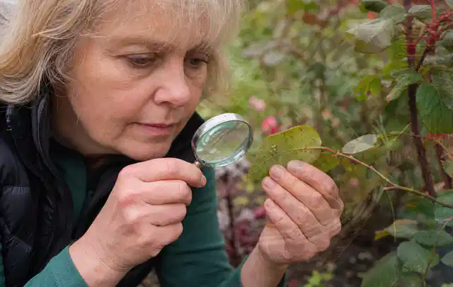 Person untersucht Blätter im Garten auf Schädlinge und Krankheitssymptome; Thema Rostpilze, Schwerpunkt Biologie; Praxisalltag.