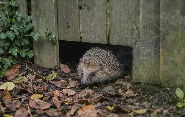 Igel nutzt einen bodennahen Durchgang unter einem hölzernen Gartenzaun; Thema Rostpilze, Schwerpunkt Fehlerhilfe; Ausgangslage.