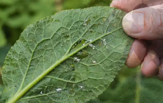 Hand hält ein Blatt mit kleinen hellen Schädlingen auf der Unterseite; Thema Rostpilze, Schwerpunkt Fehlerhilfe; Praxisalltag.
