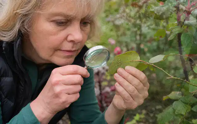 Person untersucht Blätter im Garten auf Schädlinge und Krankheitssymptome; Thema Rostpilze, Schwerpunkt Gewächshaus; Ausgangslage.