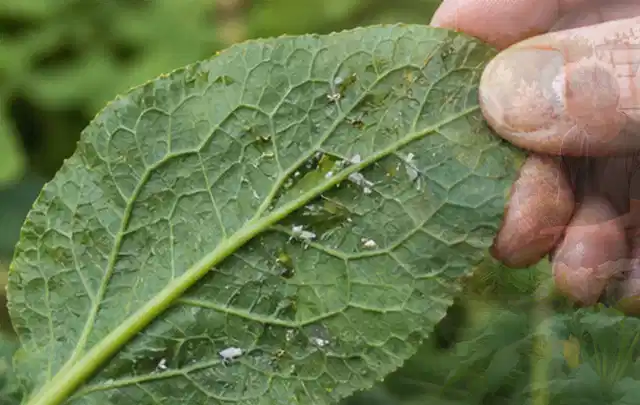 Hand hält ein Blatt mit kleinen hellen Schädlingen auf der Unterseite; Thema Rostpilze, Schwerpunkt Gewächshaus; Umsetzung.