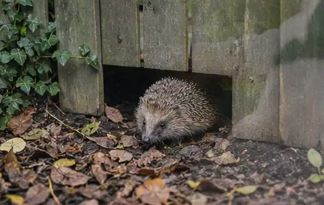 Igel nutzt einen bodennahen Durchgang unter einem hölzernen Gartenzaun; Thema Rostpilze, Schwerpunkt Giftfreie Hilfe; Ausgangslage.