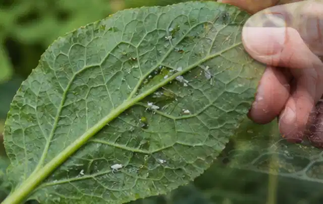 Hand hält ein Blatt mit kleinen hellen Schädlingen auf der Unterseite; Thema Rostpilze, Schwerpunkt Giftfreie Hilfe; Ergebnis.