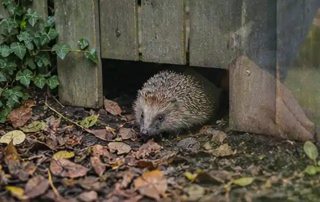 Igel nutzt einen bodennahen Durchgang unter einem hölzernen Gartenzaun; Thema Rostpilze, Schwerpunkt Hausmittel; Ausgangslage.