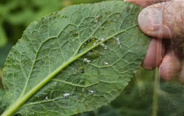 Hand hält ein Blatt mit kleinen hellen Schädlingen auf der Unterseite; Thema Rostpilze, Schwerpunkt Hausmittel; Praxisalltag.