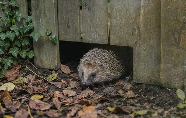 Igel nutzt einen bodennahen Durchgang unter einem hölzernen Gartenzaun; Thema Rostpilze, Schwerpunkt Natürliche Bekämpfung; Kontrolle.
