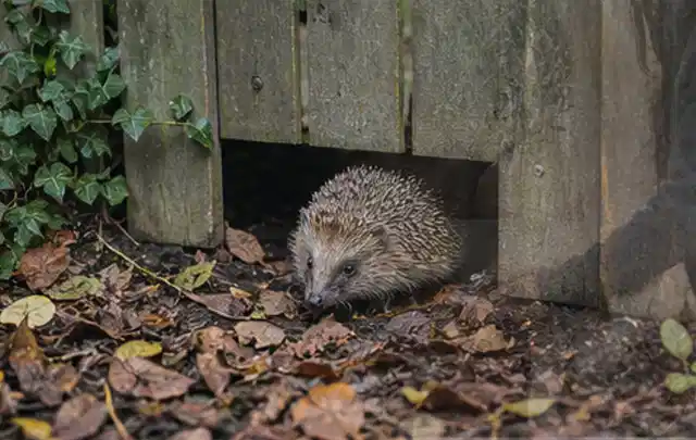 Igel nutzt einen bodennahen Durchgang unter einem hölzernen Gartenzaun; Thema Rostpilze, Schwerpunkt Pflanzenhilfe; Kontrolle.