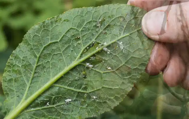 Hand hält ein Blatt mit kleinen hellen Schädlingen auf der Unterseite; Thema Rostpilze, Schwerpunkt Pflanzenhilfe; Praxisalltag.