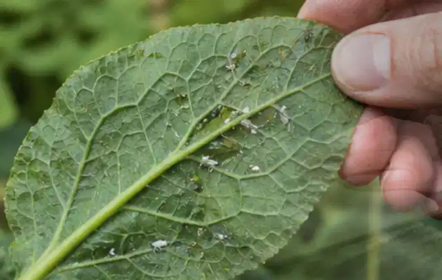 Hand hält ein Blatt mit kleinen hellen Schädlingen auf der Unterseite; Thema Rostpilze, Schwerpunkt Rasenhilfe; Ausgangslage.