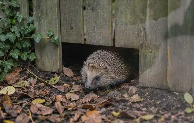 Igel nutzt einen bodennahen Durchgang unter einem hölzernen Gartenzaun; Thema Rostpilze, Schwerpunkt Rasenhilfe; Umsetzung.