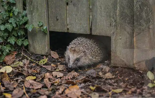 Igel nutzt einen bodennahen Durchgang unter einem hölzernen Gartenzaun; Thema Rostpilze, Schwerpunkt Saison; Ausgangslage.
