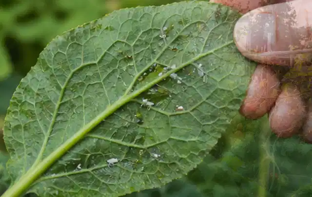 Hand hält ein Blatt mit kleinen hellen Schädlingen auf der Unterseite; Thema Rostpilze, Schwerpunkt Saison; Umsetzung.