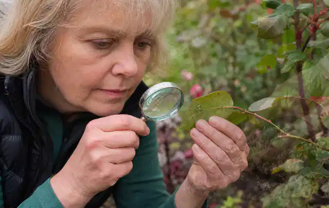 Person untersucht Blätter im Garten auf Schädlinge und Krankheitssymptome; Thema Rostpilze, Schwerpunkt Saison; Praxisalltag.