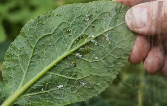 Hand hält ein Blatt mit kleinen hellen Schädlingen auf der Unterseite; Thema Rostpilze, Schwerpunkt Schädlinge Krankheiten; Ergebnis.