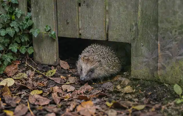Igel nutzt einen bodennahen Durchgang unter einem hölzernen Gartenzaun; Thema Rostpilze, Schwerpunkt Soforthilfe; Kontrolle.