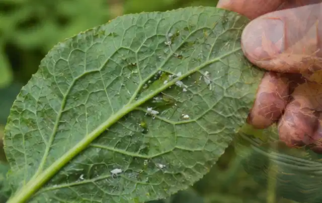 Hand hält ein Blatt mit kleinen hellen Schädlingen auf der Unterseite; Thema Rostpilze, Schwerpunkt Soforthilfe; Praxisalltag.