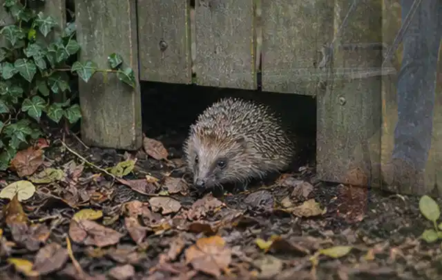 Igel nutzt einen bodennahen Durchgang unter einem hölzernen Gartenzaun; Thema Rostpilze, Schwerpunkt Ursachen; Ausgangslage.