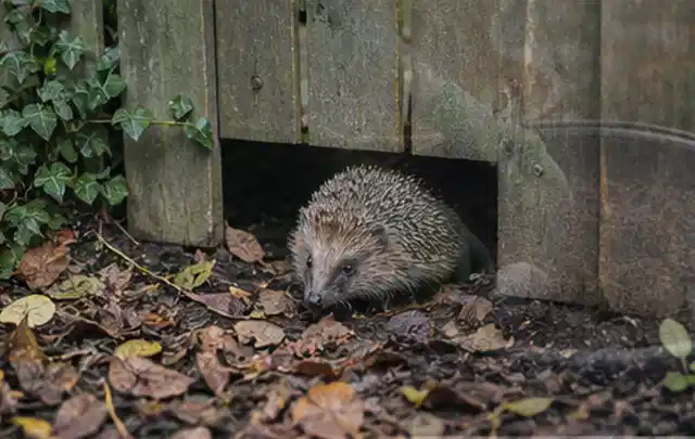 Igel nutzt einen bodennahen Durchgang unter einem hölzernen Gartenzaun; Thema Rostpilze, Schwerpunkt Vorbeugung; Ausgangslage.