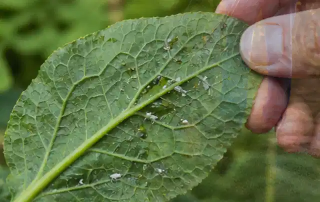 Hand hält ein Blatt mit kleinen hellen Schädlingen auf der Unterseite; Thema Rostpilze, Schwerpunkt Vorbeugung; Umsetzung.