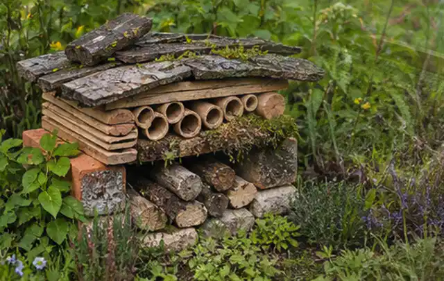 Naturnaher Unterschlupf aus Holz Rinde und Pflanzenstängeln im Garten; Thema Rostpilze, Schwerpunkt Vorbeugung; Kontrolle.