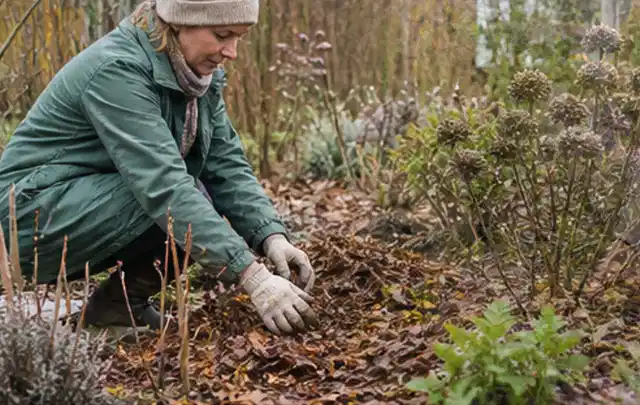 Person verteilt eine schützende Mulchschicht zwischen winterlichen Stauden; Thema Rostpilze, Schwerpunkt Vorbeugung; Praxisalltag.