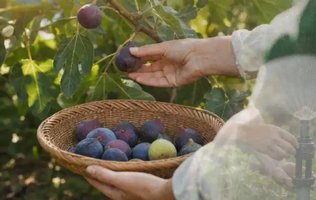 Hand pflückt eine reife Feige über einem flachen Korb mit Früchten; Thema Rote Bete, Schwerpunkt Aussaat; Kontrolle.