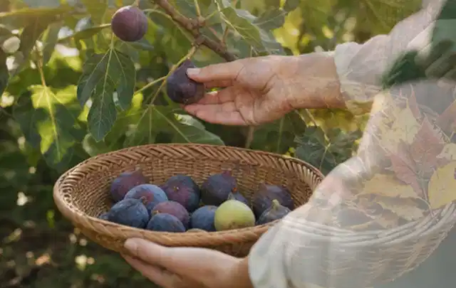 Hand pflückt eine reife Feige über einem flachen Korb mit Früchten; Thema Rote Bete, Schwerpunkt Balkongarten; Ausgangslage.