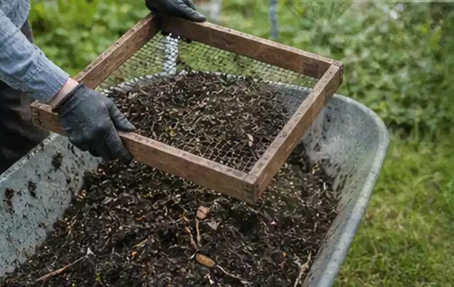 Behandschuhte Hände sieben reifen Kompost über einer Gartenschubkarre; Thema Rote Bete, Schwerpunkt Balkongarten; Ergebnis.
