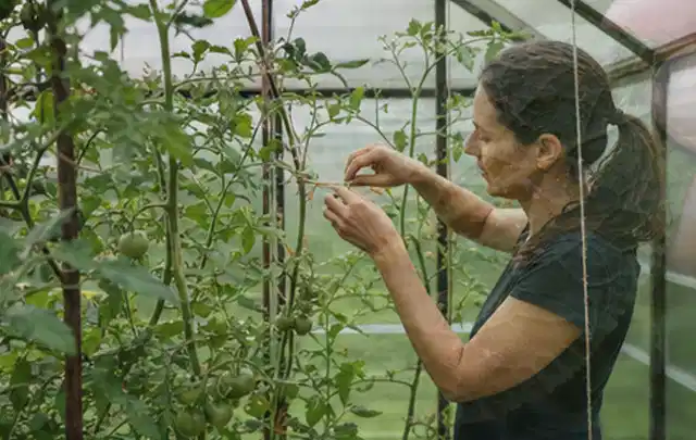 Person bindet junge Tomatentriebe in einem privaten Gewächshaus vorsichtig an; Thema Rote Bete, Schwerpunkt Boden; Praxisalltag.