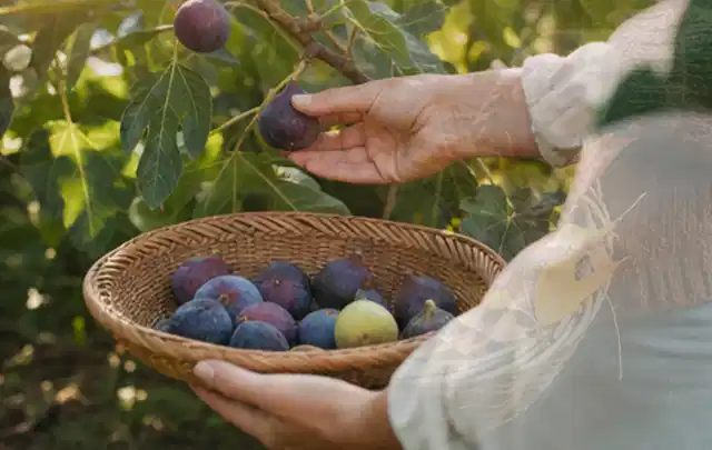 Hand pflückt eine reife Feige über einem flachen Korb mit Früchten; Thema Rote Bete, Schwerpunkt Ernte; Ergebnis.