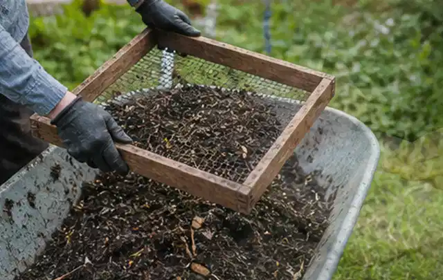Behandschuhte Hände sieben reifen Kompost über einer Gartenschubkarre; Thema Rote Bete, Schwerpunkt Ernteprobleme; Ausgangslage.