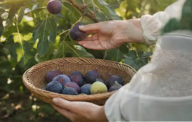 Hand pflückt eine reife Feige über einem flachen Korb mit Früchten; Thema Rote Bete, Schwerpunkt Ernteprobleme; Praxisalltag.