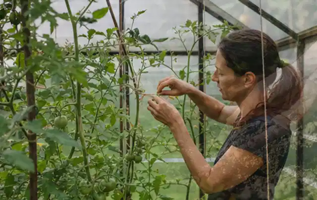 Person bindet junge Tomatentriebe in einem privaten Gewächshaus vorsichtig an; Thema Rote Bete, Schwerpunkt Fehlerhilfe; Umsetzung.