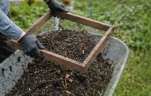 Behandschuhte Hände sieben reifen Kompost über einer Gartenschubkarre; Thema Rote Bete, Schwerpunkt Fehlerhilfe; Ergebnis.