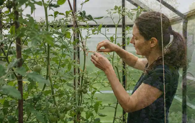 Person bindet junge Tomatentriebe in einem privaten Gewächshaus vorsichtig an; Thema Rote Bete, Schwerpunkt Gesundheit; Praxisalltag.