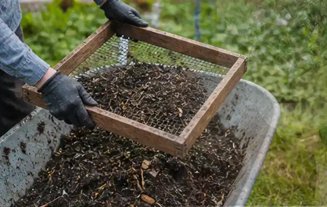 Behandschuhte Hände sieben reifen Kompost über einer Gartenschubkarre; Thema Rote Bete, Schwerpunkt Gewächshaus; Ergebnis.