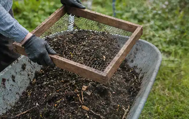 Behandschuhte Hände sieben reifen Kompost über einer Gartenschubkarre; Thema Rote Bete, Schwerpunkt Hochbeet; Umsetzung.