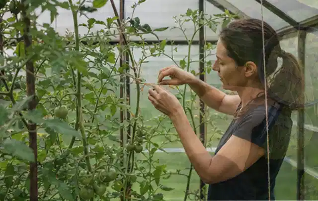 Person bindet junge Tomatentriebe in einem privaten Gewächshaus vorsichtig an; Thema Rote Bete, Schwerpunkt Hochbeet; Kontrolle.