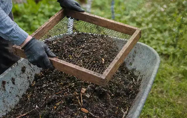 Behandschuhte Hände sieben reifen Kompost über einer Gartenschubkarre; Thema Rote Bete, Schwerpunkt Lagerung; Ausgangslage.