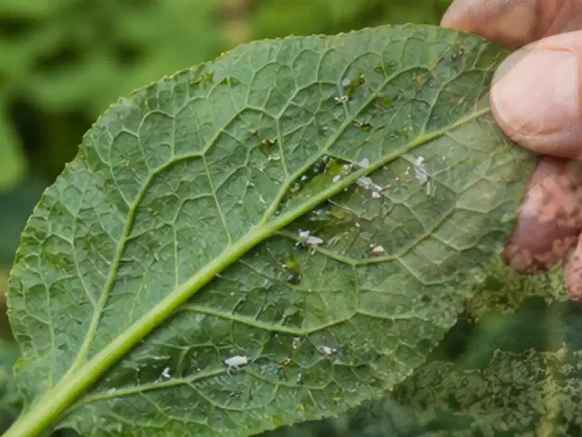 Hand hält ein Blatt mit kleinen hellen Schädlingen auf der Unterseite; Thema Rote Bete, Schwerpunkt Pflanzenschutz; Titelbild.