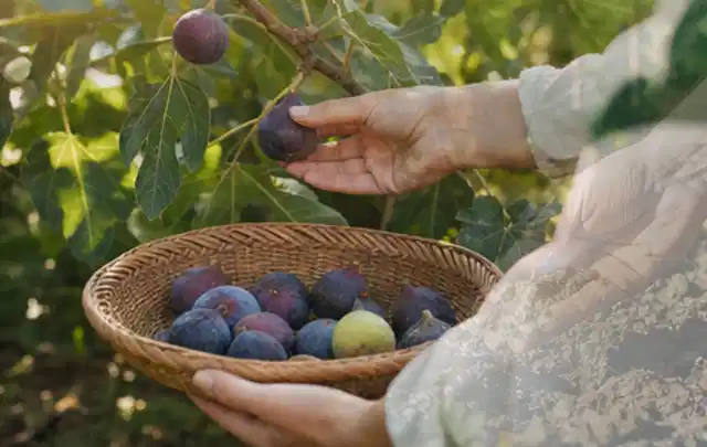 Hand pflückt eine reife Feige über einem flachen Korb mit Früchten; Thema Rote Bete, Schwerpunkt Pflanzenschutz; Ausgangslage.